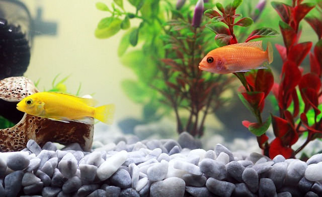 žlutá a oranžová rybka v akváriu